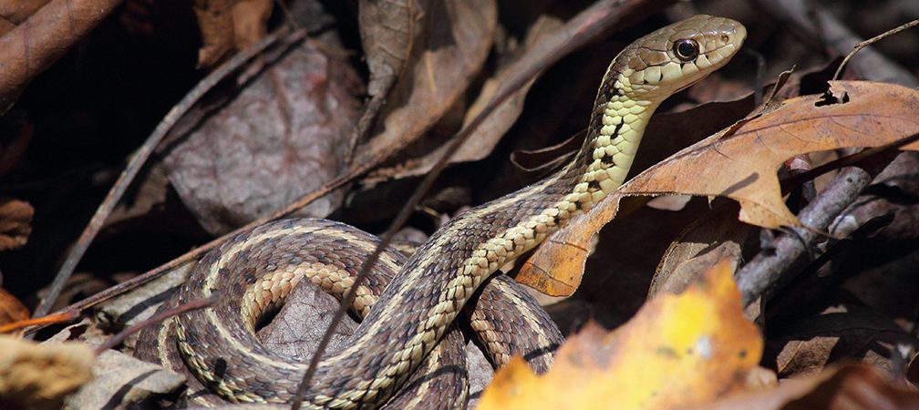 Eastern gartersnake