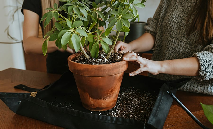 house plant house plant
