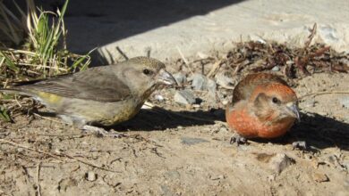 A Search for the Cassia Crossbill, Idaho’s Endemic Bird