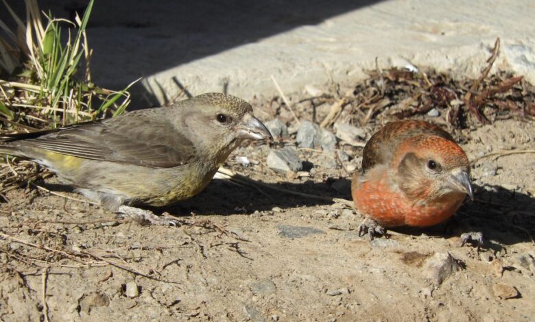 A Search for the Cassia Crossbill, Idaho’s Endemic Bird A Search for the Cassia Crossbill, Idaho’s Endemic Bird