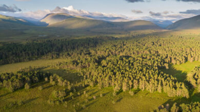 Press release – Large landowners in Scotland may need to plan for biodiversity gain by Scottish Rewilding Alliance – Mark Avery