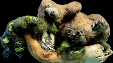 Bear Cam Fan Art 2025 Contest Winners Bear Cam Fan Art 2025 Contest Winners