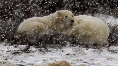 Bill 5 and the Future of Ontario’s Polar Bears: A Wake-Up Call Bill 5 and the Future of Ontario’s Polar Bears: A Wake-Up Call