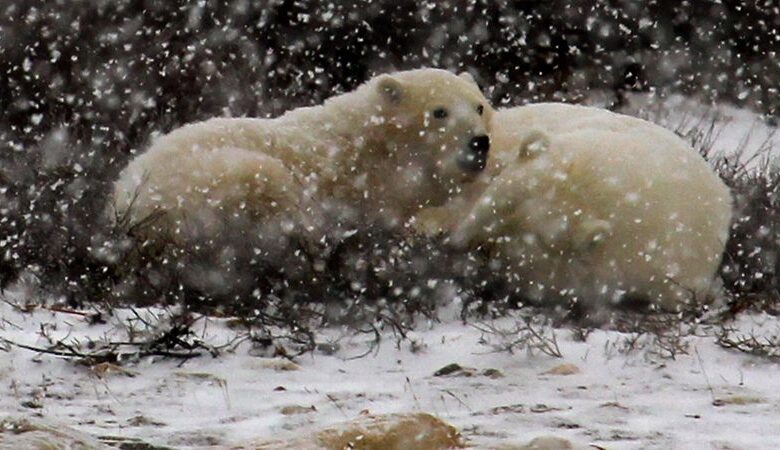 Bill 5 and the Future of Ontario’s Polar Bears: A Wake-Up Call Bill 5 and the Future of Ontario’s Polar Bears: A Wake-Up Call