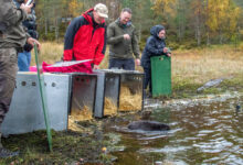 Beavers released in Glen Affric 400 years after extinction in Scotland – Mark Avery