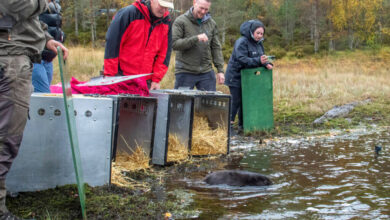 Beavers released in Glen Affric 400 years after extinction in Scotland – Mark Avery