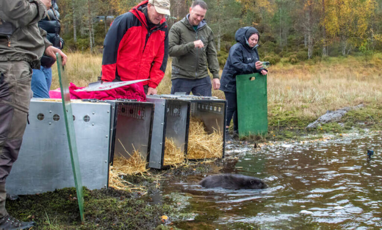 Beavers released in Glen Affric 400 years after extinction in Scotland – Mark Avery Beavers released in Glen Affric 400 years after extinction in Scotland – Mark Avery