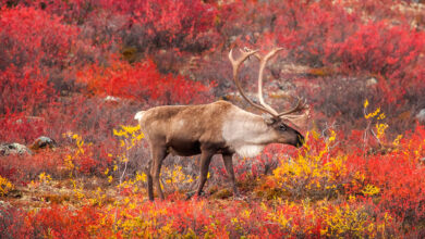 Caribou: Nomads of the Northern Wilderness