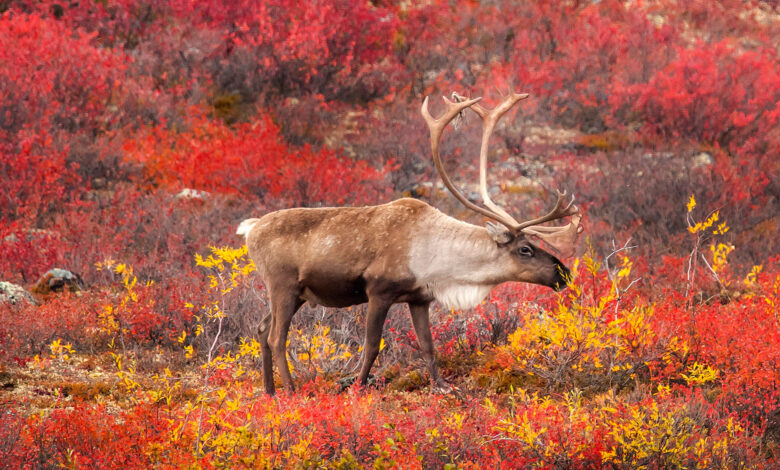 Caribou: Nomads of the Northern Wilderness Caribou: Nomads of the Northern Wilderness