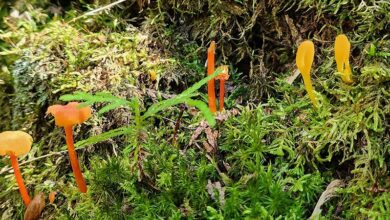 Caterpillars, Clubmoss, and Canopy Calls: A Journey Through Sauble Dunes’ Expansion