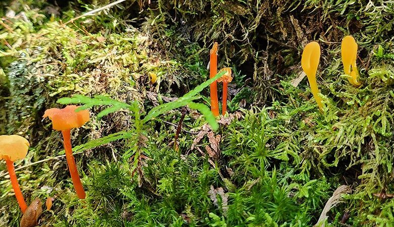 Caterpillars, Clubmoss, and Canopy Calls: A Journey Through Sauble Dunes’ Expansion