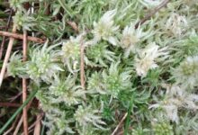 Guest blog – Blanket bogs and windfarms by Jenny Shepherd – Mark Avery