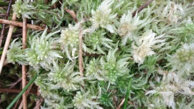 Guest blog – Blanket bogs and windfarms by Jenny Shepherd – Mark Avery