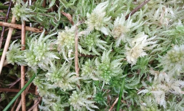 Guest blog – Blanket bogs and windfarms by Jenny Shepherd – Mark Avery