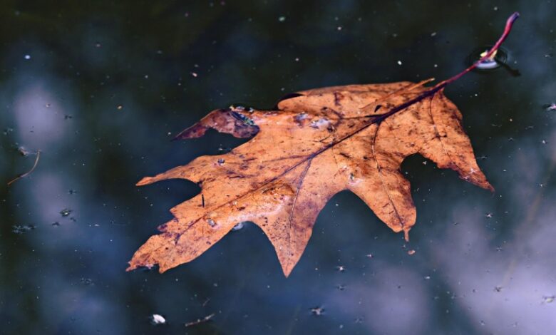Let it go – Mindfulbalance Let it go – Mindfulbalance