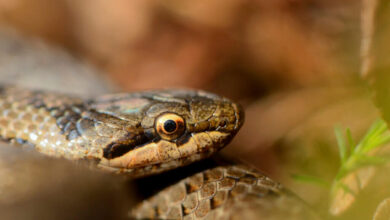 RSPB press release – Slithering success for UK’s most secretive snake – Mark Avery RSPB press release – Slithering success for UK’s most secretive snake – Mark Avery