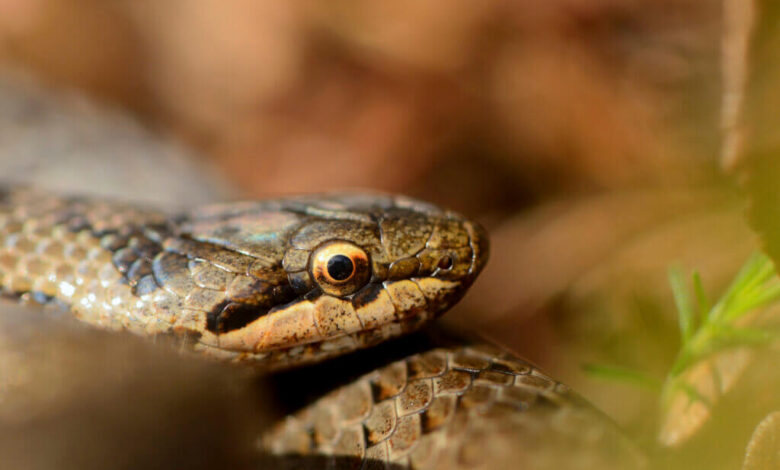 RSPB press release – Slithering success for UK’s most secretive snake – Mark Avery RSPB press release – Slithering success for UK’s most secretive snake – Mark Avery