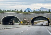 Reconnecting the Frontenac Arch: How Wildlife Crossings Can Heal a Fragmented Landscape