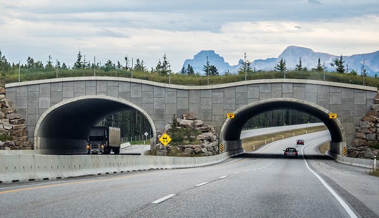 Reconnecting the Frontenac Arch: How Wildlife Crossings Can Heal a Fragmented Landscape Reconnecting the Frontenac Arch: How Wildlife Crossings Can Heal a Fragmented Landscape