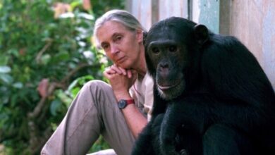 Remembering Dr. Jane Goodall, DBE | Blog | Nature