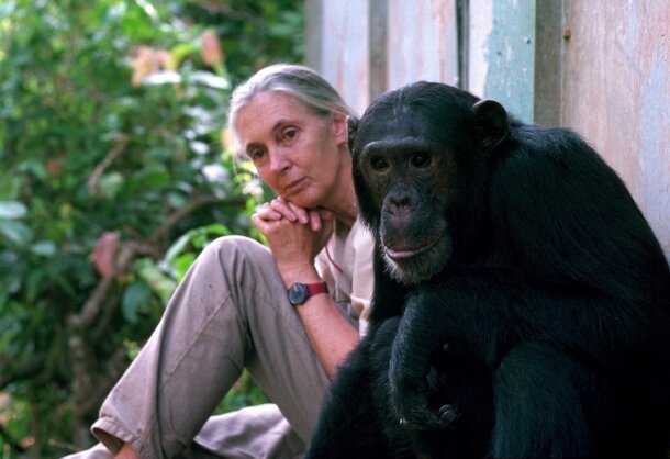 Remembering Dr. Jane Goodall, DBE | Blog | Nature Remembering Dr. Jane Goodall, DBE | Blog | Nature
