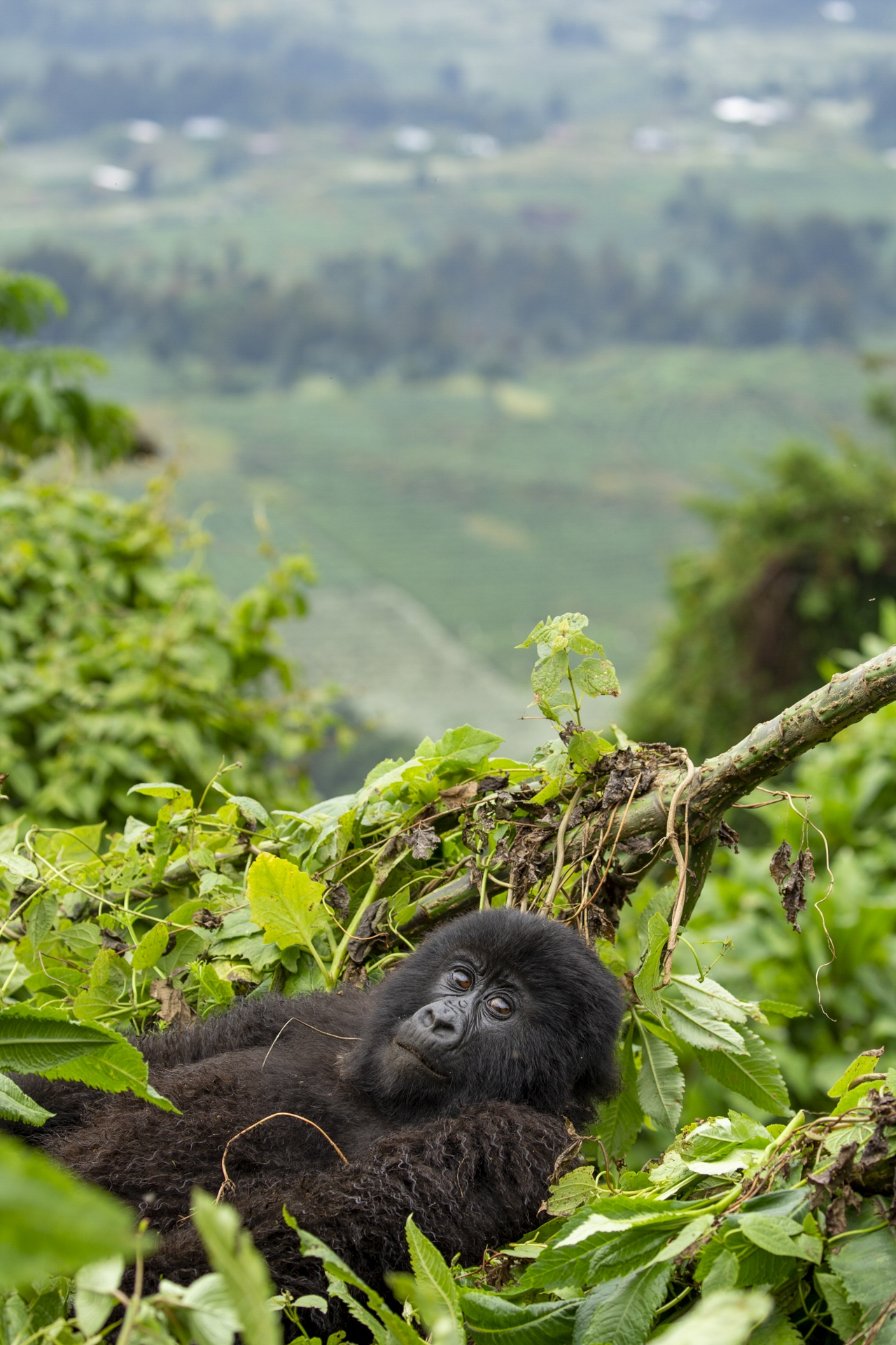 A young mountain gorilla rests in a bed of leaves. 