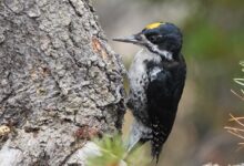 Searching for Black-backed Woodpeckers After the Burn