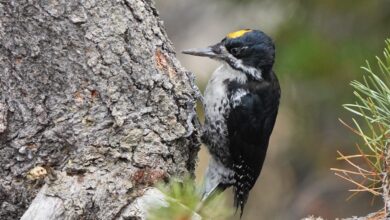Searching for Black-backed Woodpeckers After the Burn