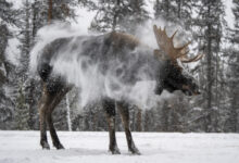 The 2025 Nature Photo Contest Winner is…