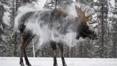 The 2025 Nature Photo Contest Winner is…