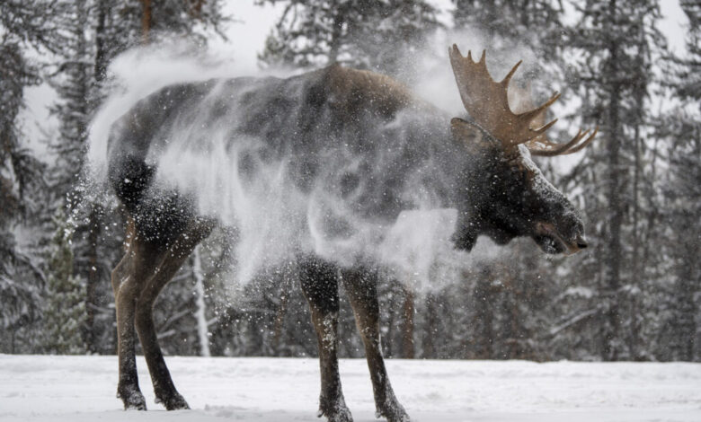 The 2025 Nature Photo Contest Winner is… The 2025 Nature Photo Contest Winner is…