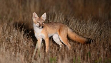 The Swift Fox Makes a Surprise Comeback The Swift Fox Makes a Surprise Comeback
