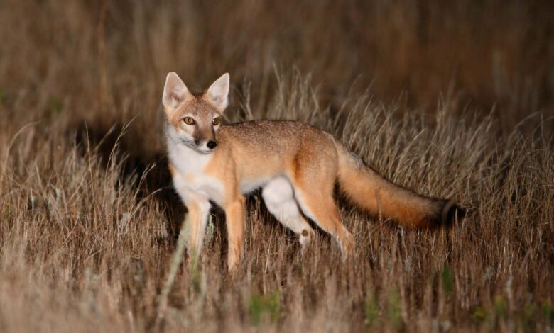 The Swift Fox Makes a Surprise Comeback The Swift Fox Makes a Surprise Comeback