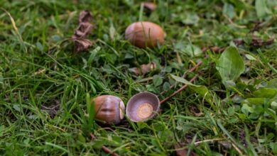 The acorn