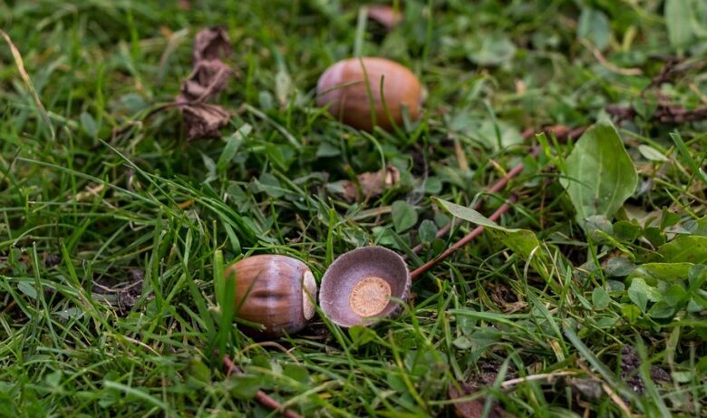 The acorn The acorn