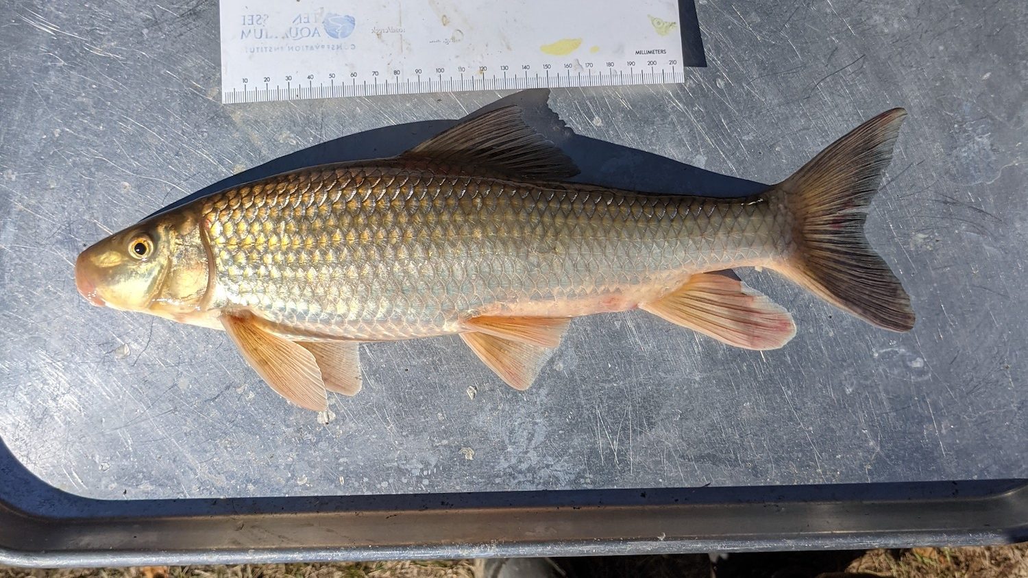 A close up view of a fish on a metal tray with a measuring tape over the fish. 