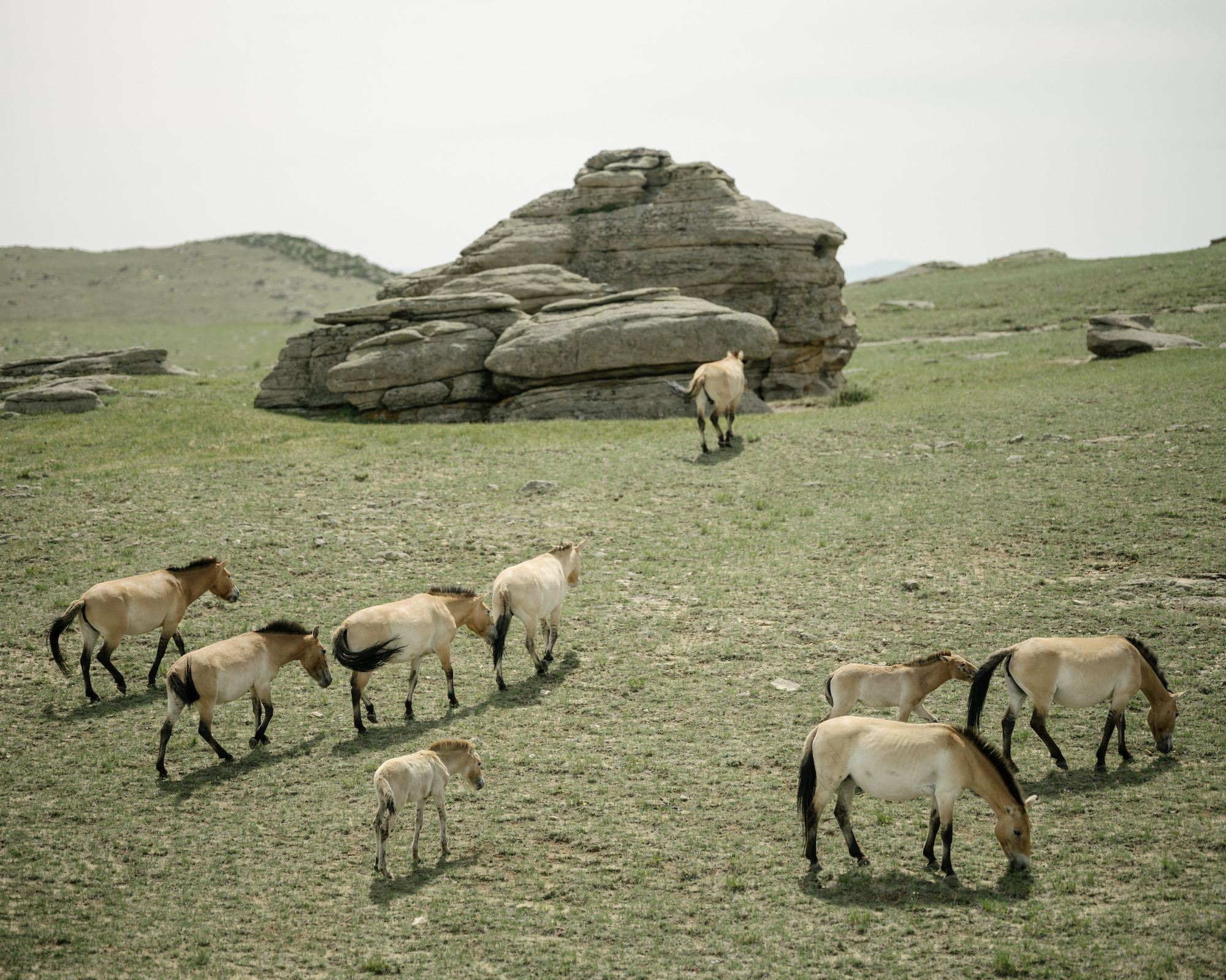 A herd of Przewalski horses graze in front of boulders.