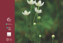 BSBI press release – New GB Red List for vascular plants published today – Mark Avery