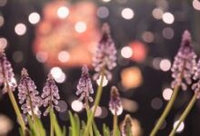 Celebrate National Meditation Month – About Meditation