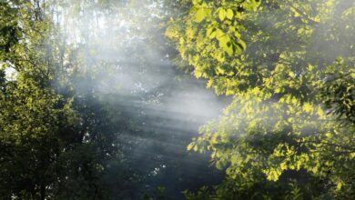 Meet it with Silence – Mindfulbalance