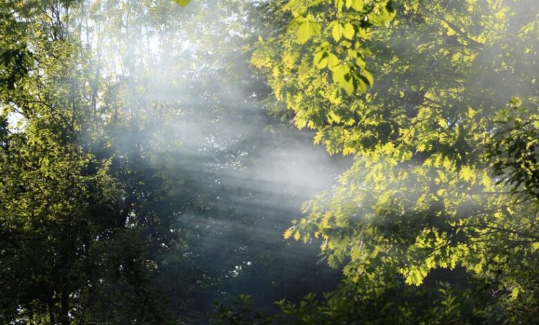 Meet it with Silence – Mindfulbalance Meet it with Silence – Mindfulbalance