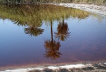 Q. I feel as if I have to do something, but I am told that doing so is wrong. What shall I do? – Zen Fools