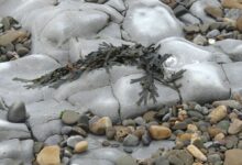 Rocks on the Beach OBS1 – Jessica’s Nature Blog