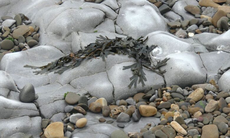 Rocks on the Beach OBS1 – Jessica’s Nature Blog Rocks on the Beach OBS1 – Jessica’s Nature Blog